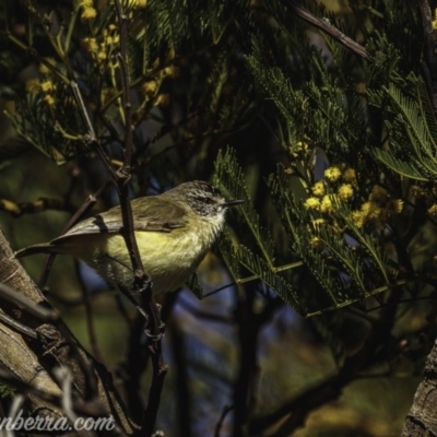 Acanthiza chrysorrhoa (Yellow-rumped Thornbill) at Weston Creek, ACT - 27 Sep 2020 by JonSteinbeck