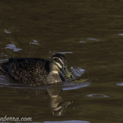 Anas superciliosa (Pacific Black Duck) at Weston Creek, ACT - 27 Sep 2020 by BIrdsinCanberra