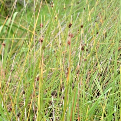 Ficinia nodosa (Knobby Club-rush) at Kinghorne, NSW - 7 Oct 2020 by plants