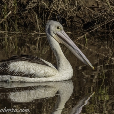 Pelecanus conspicillatus (Australian Pelican) at Molonglo Valley, ACT - 27 Sep 2020 by JonSteinbeck