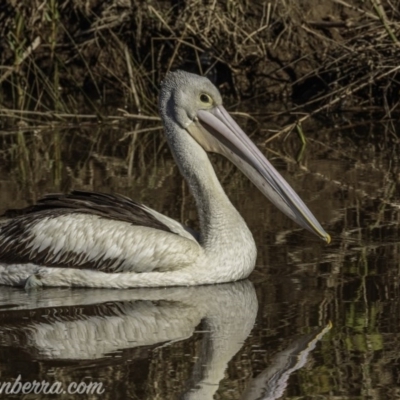 Pelecanus conspicillatus (Australian Pelican) at Molonglo Valley, ACT - 26 Sep 2020 by BIrdsinCanberra