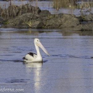 Pelecanus conspicillatus at Molonglo River Reserve - 27 Sep 2020