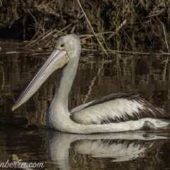 Pelecanus conspicillatus at Molonglo River Reserve - 27 Sep 2020