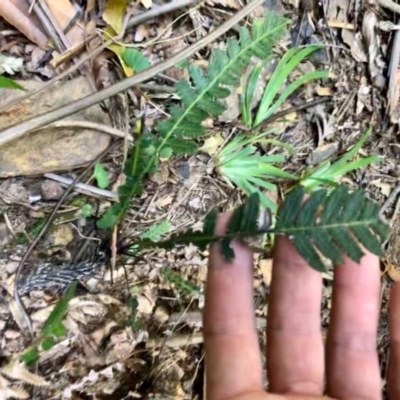 Blechnum neohollandicum (Prickly Rasp Fern) at Budderoo, NSW - 4 Oct 2020 by WattaWanderer
