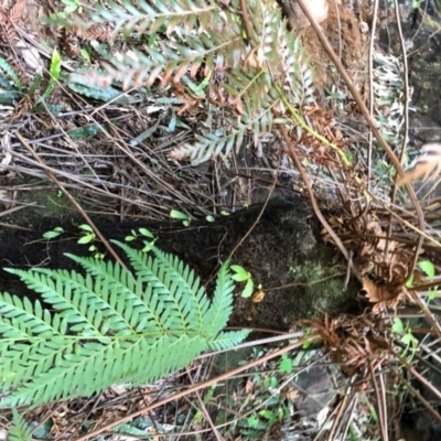 Todea barbara (King Fern) at Budderoo, NSW - 4 Oct 2020 by WattaWanderer