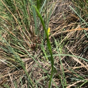 Diuris sp. at Downer, ACT - suppressed