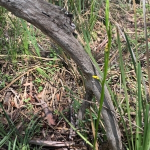 Diuris sp. at Downer, ACT - 7 Oct 2020