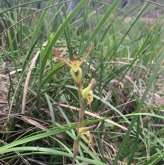 Lyperanthus suaveolens at Downer, ACT - suppressed