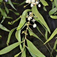 Acacia binervata (Two-veined Hickory) at Wollumboola, NSW - 8 Oct 2020 by plants