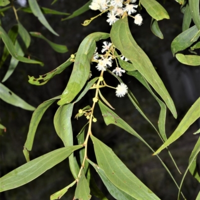 Acacia binervata (Two-veined Hickory) at Wollumboola, NSW - 8 Oct 2020 by plants