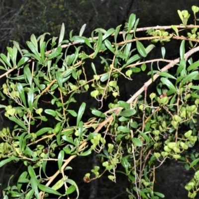 Bursaria spinosa (Native Blackthorn, Sweet Bursaria) at Wollumboola, NSW - 8 Oct 2020 by plants