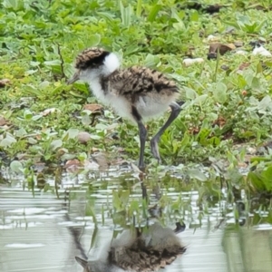 Vanellus miles at Fyshwick, ACT - 8 Oct 2020