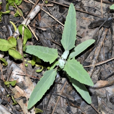 Atriplex australasica (Native Orache) at Wollumboola, NSW - 8 Oct 2020 by plants