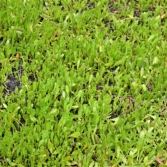 Goodenia radicans (Shiny Swamp-mat) at Wollumboola, NSW - 8 Oct 2020 by plants