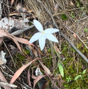 Glossodia major at Point 5821 - suppressed