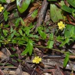Goodenia heterophylla (Variable-leaved Goodenia) at Wollumboola, NSW - 8 Oct 2020 by plants