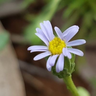 Vittadinia muelleri (Narrow-leafed New Holland Daisy) at Kaleen, ACT - 8 Oct 2020 by tpreston