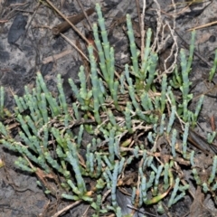 Sarcocornia quinqueflora subsp. quinqueflora (Beaded Glasswort) at Wollumboola, NSW - 8 Oct 2020 by plants