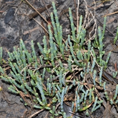Sarcocornia quinqueflora subsp. quinqueflora (Beaded Glasswort) at Wollumboola, NSW - 8 Oct 2020 by plants