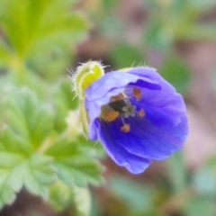 Erodium crinitum (Native Crowfoot) at Lyneham, ACT - 8 Oct 2020 by tpreston