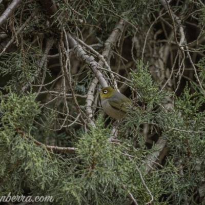 Zosterops lateralis (Silvereye) at Weston Creek, ACT - 27 Sep 2020 by BIrdsinCanberra