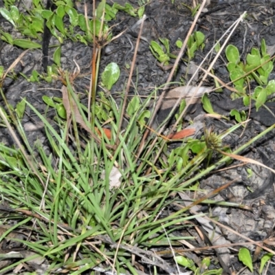 Cyperus polystachyos (Leafy Twig Rush, Bunchy Sedge) at Wollumboola, NSW - 8 Oct 2020 by plants
