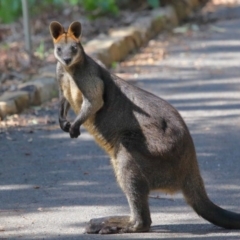 Wallabia bicolor (Swamp Wallaby) at Acton, ACT - 2 Oct 2020 by Tim L