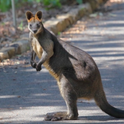 Wallabia bicolor (Swamp Wallaby) at Acton, ACT - 2 Oct 2020 by Tim L