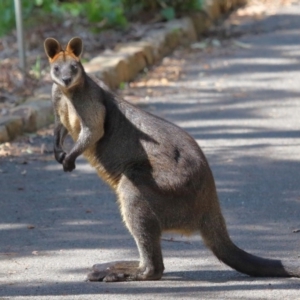 Wallabia bicolor at Acton, ACT - 2 Oct 2020