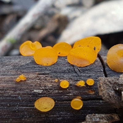 Heterotextus sp. (A yellow saprophytic jelly fungi) at O'Connor Ridge to Gungahlin Grasslands - 8 Oct 2020 by tpreston