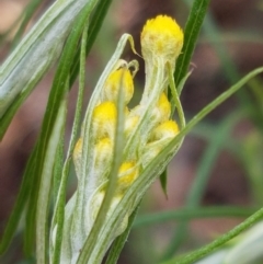 Chrysocephalum semipapposum (Clustered Everlasting) at Lyneham, ACT - 8 Oct 2020 by tpreston