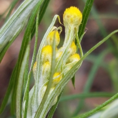 Chrysocephalum semipapposum (Clustered Everlasting) at Lyneham, ACT - 8 Oct 2020 by trevorpreston