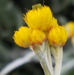 Chrysocephalum apiculatum (Common Everlasting) at Kaleen, ACT - 8 Oct 2020 by tpreston