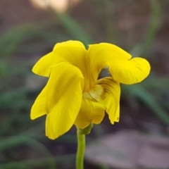 Goodenia pinnatifida (Scrambled Eggs) at Kaleen, ACT - 8 Oct 2020 by trevorpreston