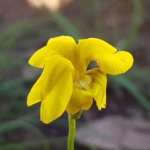 Goodenia pinnatifida at Kaleen, ACT - 8 Oct 2020