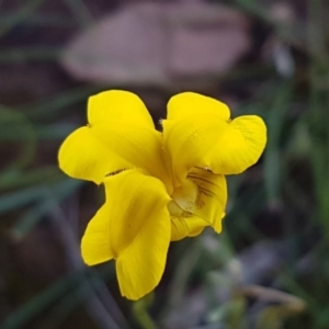 Goodenia pinnatifida at Kaleen, ACT - 8 Oct 2020