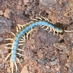 Ethmostigmus rubripes (Giant centipede) at Kaleen, ACT - 8 Oct 2020 by tpreston