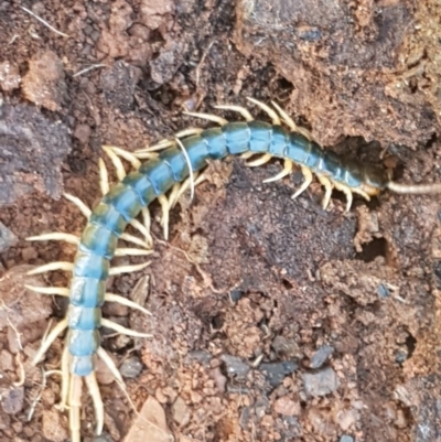 Ethmostigmus rubripes (Giant centipede) at Kaleen, ACT - 8 Oct 2020 by tpreston