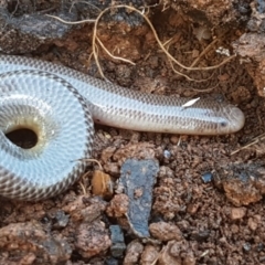 Anilios nigrescens (Blackish Blind Snake) at Kaleen, ACT - 8 Oct 2020 by tpreston