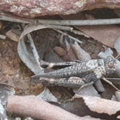 Cirphula pyrrhocnemis (Variable Cirphula) at Lyneham, ACT - 8 Oct 2020 by trevorpreston