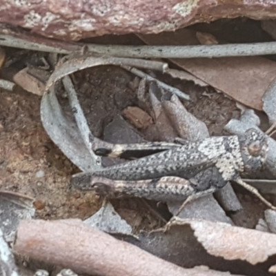 Cirphula pyrrhocnemis (Variable Cirphula) at Lyneham, ACT - 8 Oct 2020 by trevorpreston