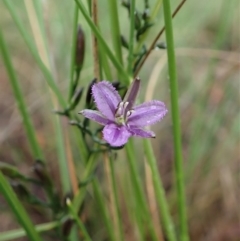 Thysanotus patersonii (Twining Fringe Lily) at Cook, ACT - 7 Oct 2020 by CathB