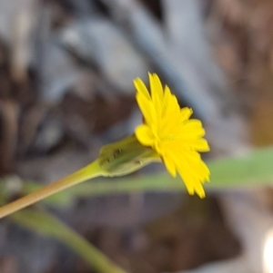 Hypochaeris radicata at Kaleen, ACT - 8 Oct 2020