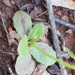 Hypochaeris radicata at Kaleen, ACT - 8 Oct 2020