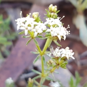 Asperula conferta at Kaleen, ACT - 8 Oct 2020