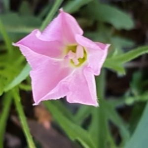 Convolvulus angustissimus subsp. angustissimus at Kaleen, ACT - 8 Oct 2020