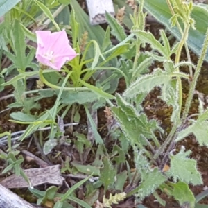 Convolvulus angustissimus subsp. angustissimus at Kaleen, ACT - 8 Oct 2020