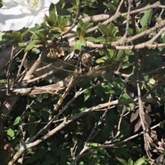 Adversaeschna brevistyla (Blue-spotted Hawker) at Berry, NSW - 8 Oct 2020 by Username279