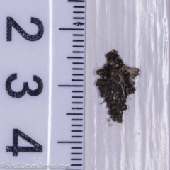 Cebysa leucotelus (Australian Bagmoth) at Hughes, ACT - 1 Oct 2020 by JonSteinbeck
