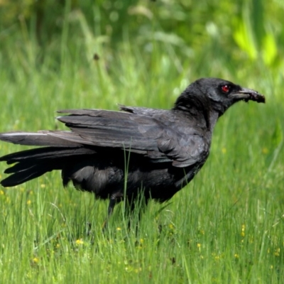 Corcorax melanorhamphos (White-winged Chough) at Woodlands - 8 Oct 2020 by Snowflake